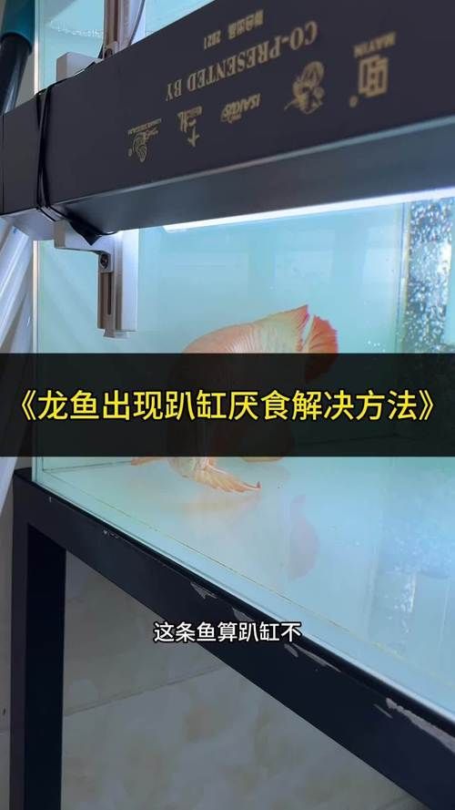 龍魚趴缸不吃東西，如何判斷龍魚是否生病？