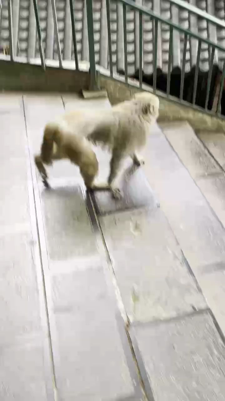 猴哥，《西游記》中的孫悟空