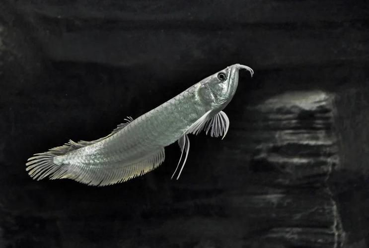 銀龍魚爛鱗后如何護理，銀龍魚爛鱗后護理