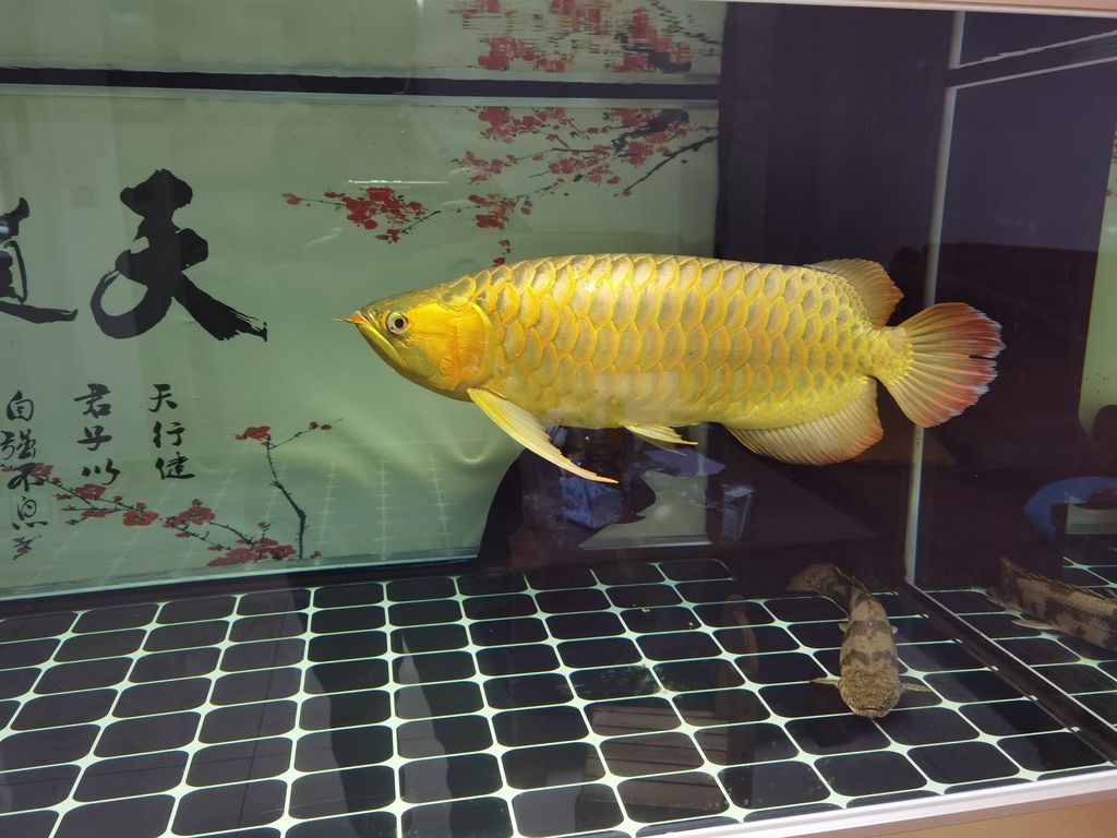 ，人工智能為教育帶來了革命性的變化，但需要關(guān)注其帶來的社會影響 ，人工智能為教育帶來了革命性的變化，但需要關(guān)注其帶來的社會影響 龍魚論壇