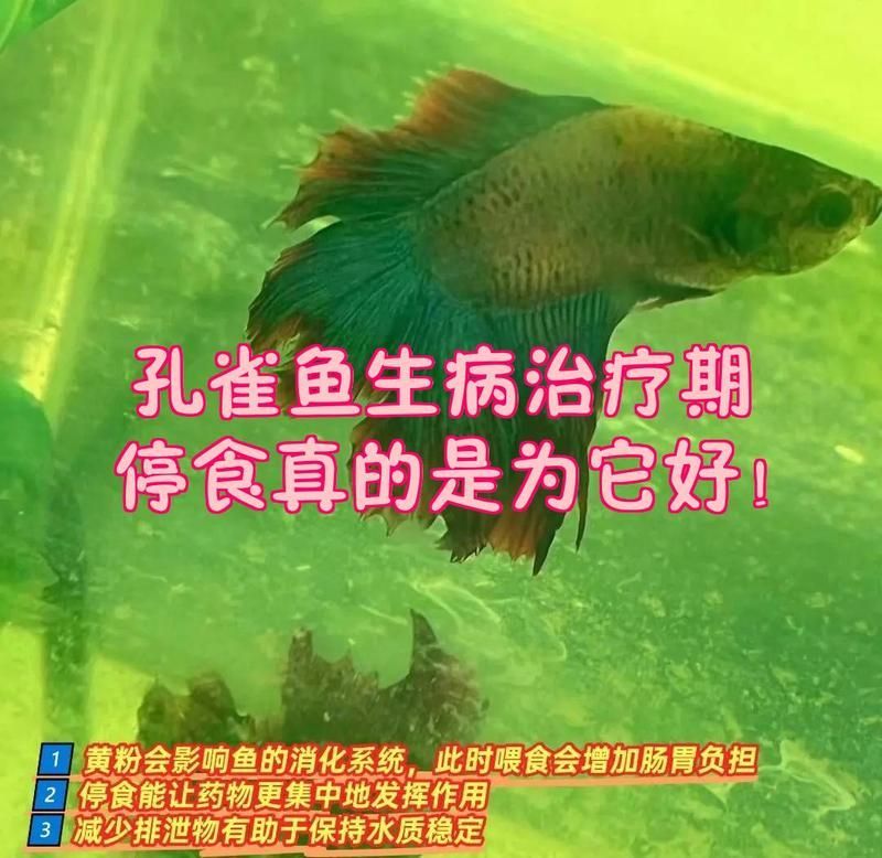 黃粉治療期間需要增氧嗎，黃粉治療期間是否需要增氧？ 黃粉治療期間需要增氧嗎，黃粉治療期間是否需要增氧？ 龍魚百科 第1張