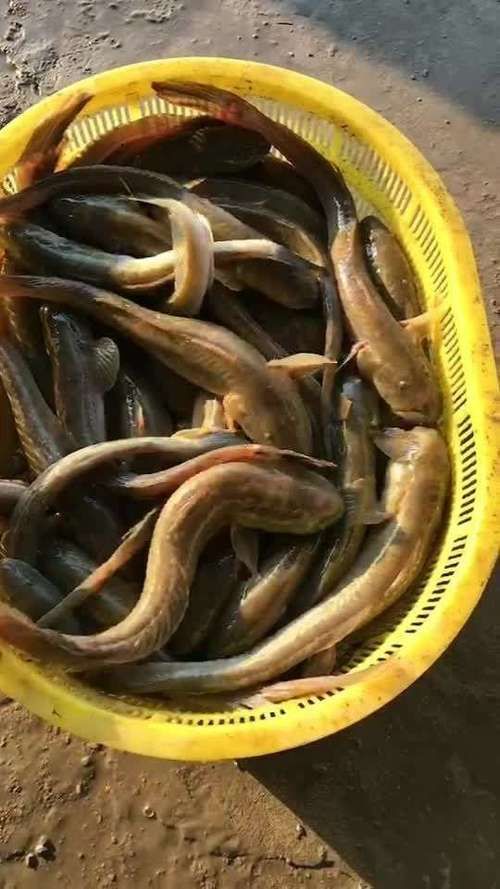 小龍魚圖片，小龍魚有哪些品種