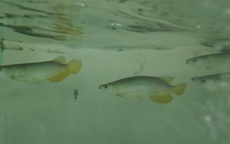小龍魚圖片，小龍魚有哪些品種