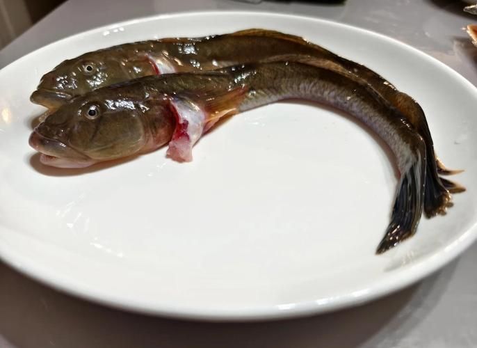 小龍魚圖片，小龍魚有哪些品種