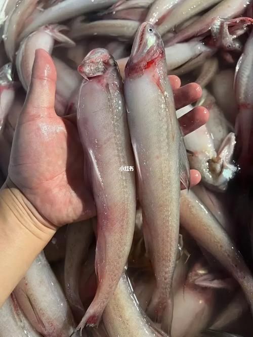 小龍魚圖片，小龍魚有哪些品種