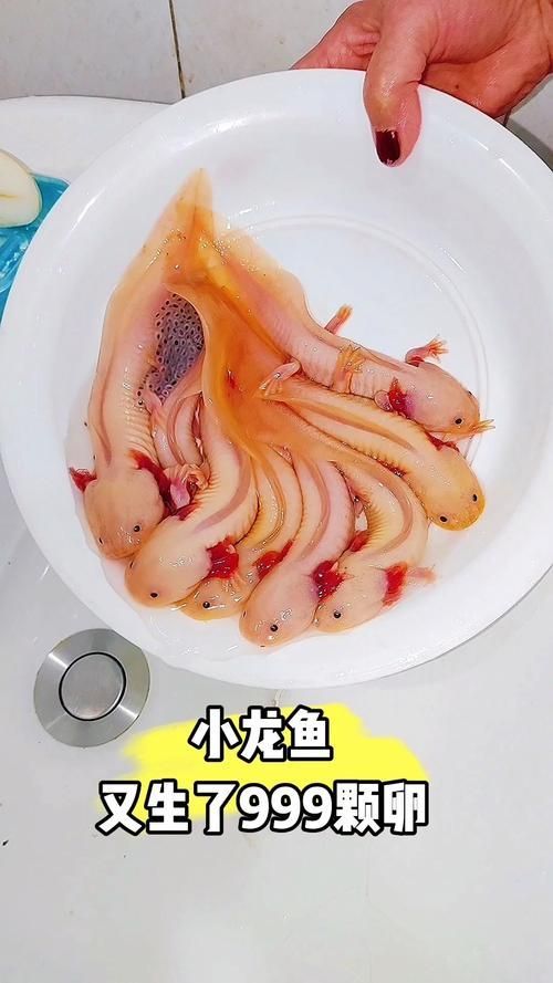 小龍魚圖片，小龍魚有哪些品種