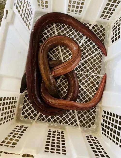 給我更多關于土龍魚的圖片，關于土龍魚的知識