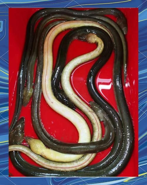 給我更多關于土龍魚的圖片，關于土龍魚的知識