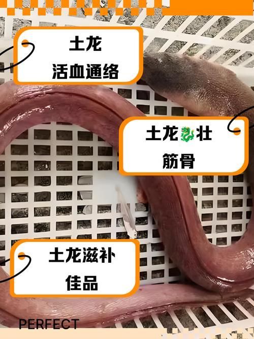給我更多關于土龍魚的圖片，關于土龍魚的知識