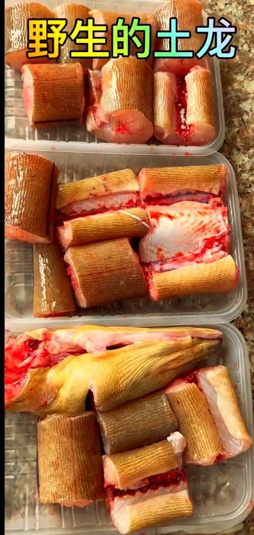 給我更多關于土龍魚的圖片，關于土龍魚的知識