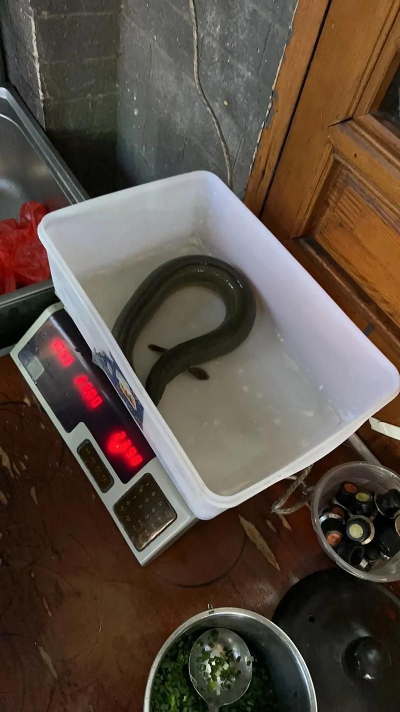 給我更多關于土龍魚的圖片，關于土龍魚的知識