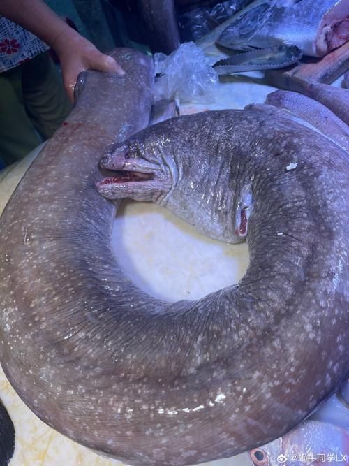 給我更多關于土龍魚的圖片，關于土龍魚的知識