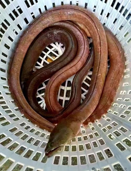 給我更多關于土龍魚的圖片，關于土龍魚的知識