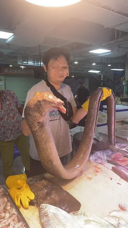 給我更多關于土龍魚的圖片，關于土龍魚的知識