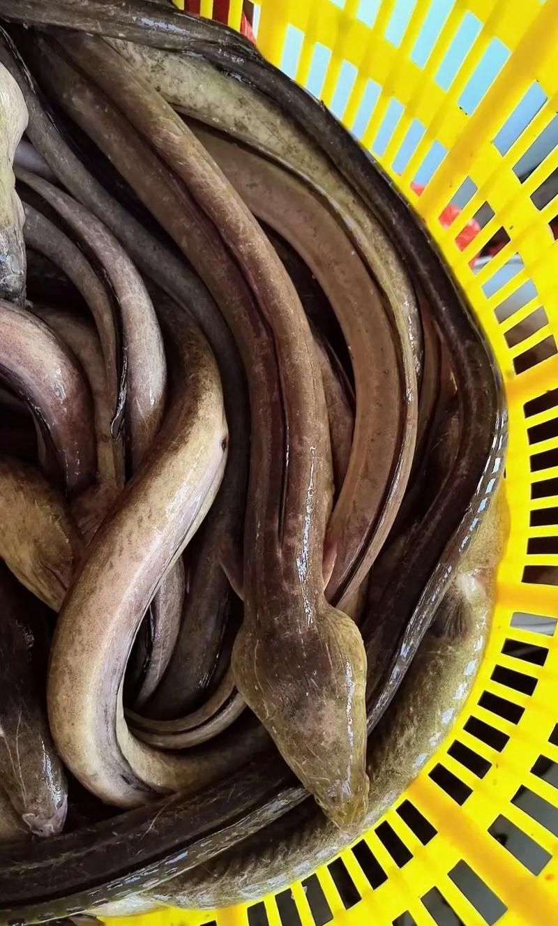 給我更多關于土龍魚的圖片，關于土龍魚的知識