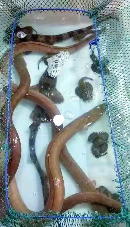 給我更多關于土龍魚的圖片，關于土龍魚的知識