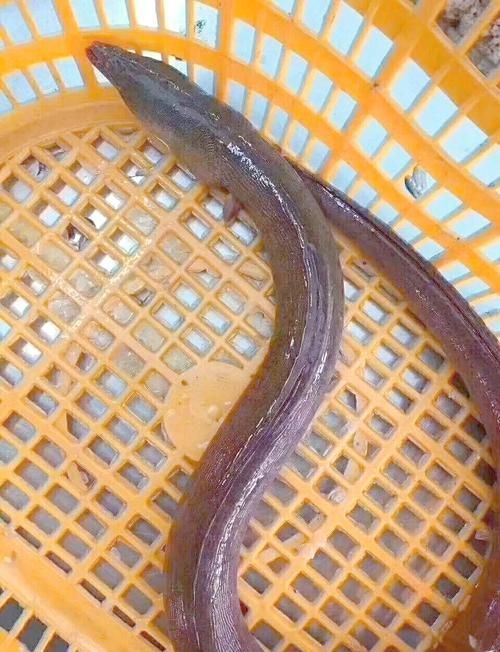 給我更多關于土龍魚的圖片，關于土龍魚的知識