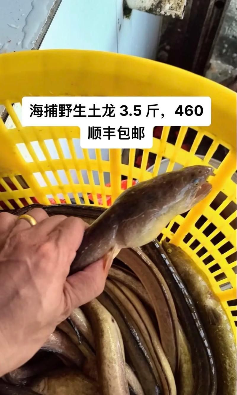 給我更多關于土龍魚的圖片，關于土龍魚的知識