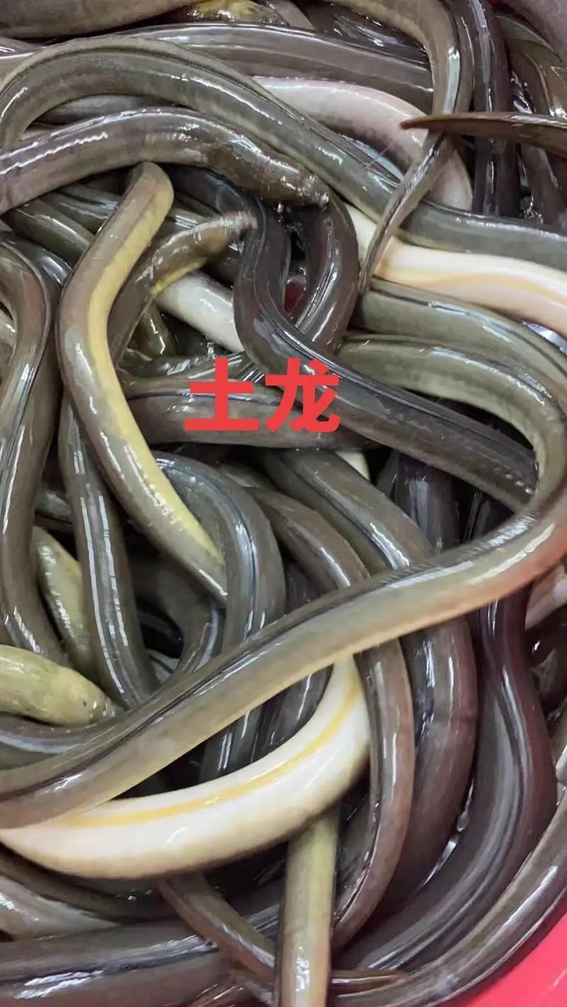 給我更多關于土龍魚的圖片，關于土龍魚的知識