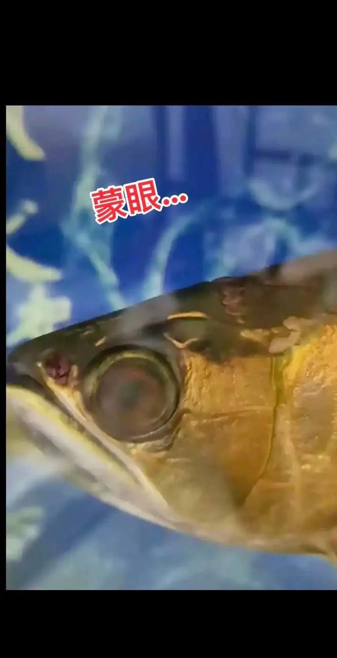 紅龍魚蒙眼最簡單三個步驟，如何治療紅龍魚蒙眼