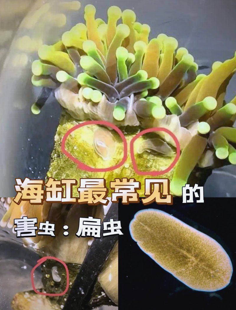 如何徹底清除魚體內(nèi)的白色扁蟲，徹底清洗魚能去除扁蟲嗎 如何徹底清除魚體內(nèi)的白色扁蟲，徹底清洗魚能去除扁蟲嗎 龍魚百科 第2張