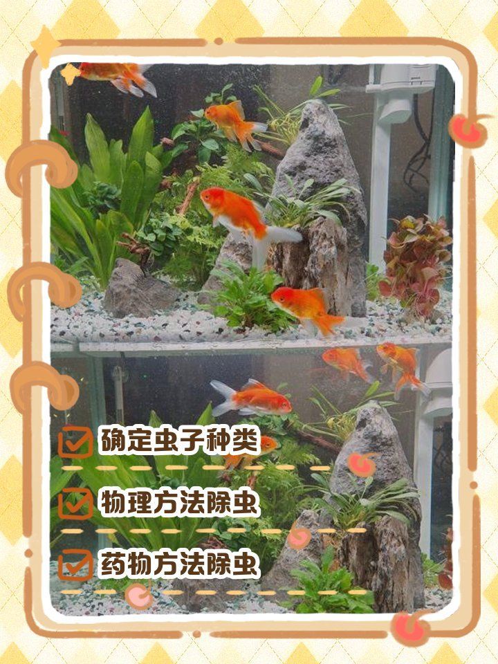如何徹底清除魚體內(nèi)的白色扁蟲，徹底清洗魚能去除扁蟲嗎 如何徹底清除魚體內(nèi)的白色扁蟲，徹底清洗魚能去除扁蟲嗎 龍魚百科 第1張