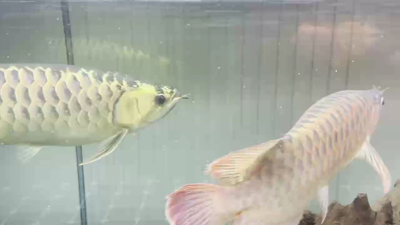 尺寸50 懂貨的魚友估個價，尺寸50懂貨的魚友估個價