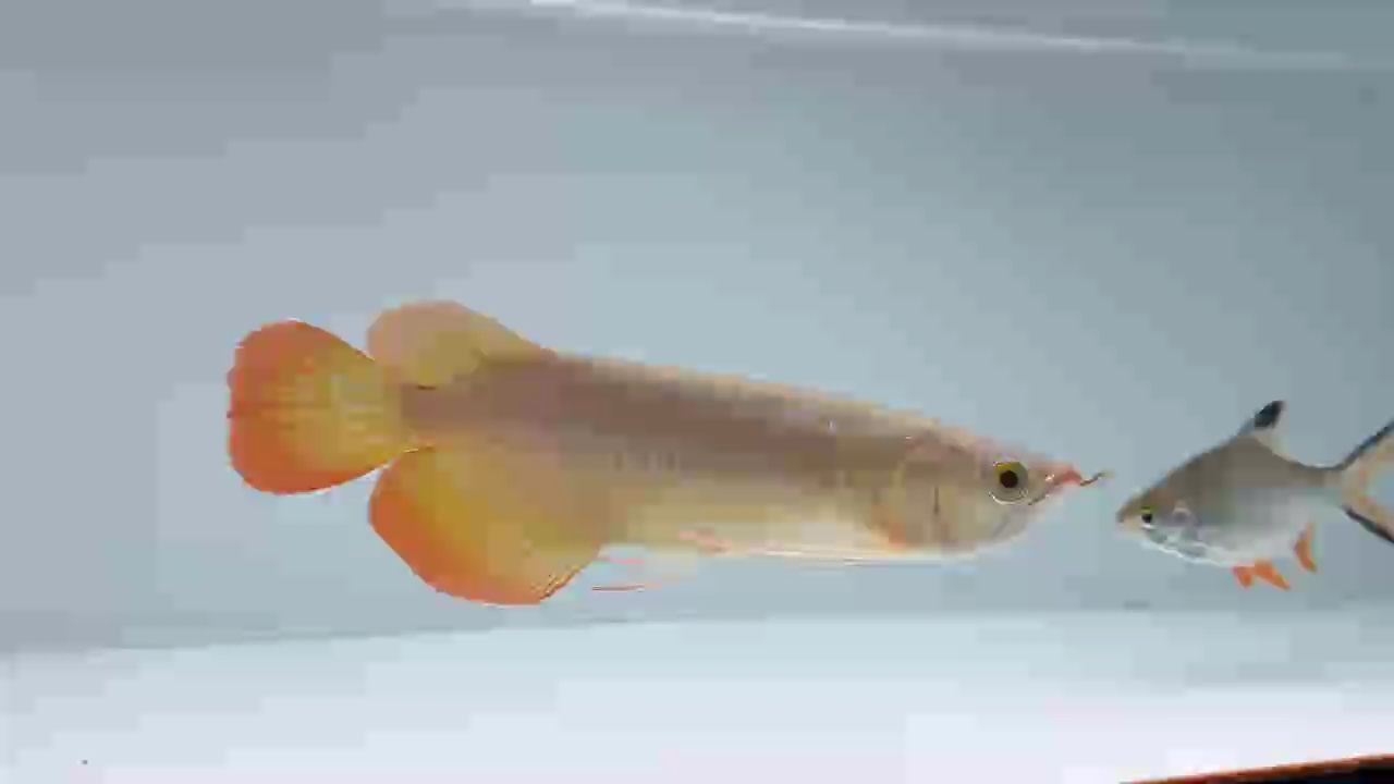 越長越好看的一條盾頭????
#萬隆天王紅龍 #龍魚 #紅龍 #觀賞魚，萬隆天王紅龍#觀賞魚中的一種獨特品種——紅龍