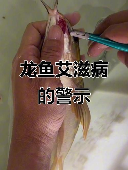 如何區分龍魚的艾滋病和白點病？，“龍魚艾滋病”和“白點病”和“白點病”并非正式醫學術語 如何區分龍魚的艾滋病和白點病？，“龍魚艾滋病”和“白點病”和“白點病”并非正式醫學術語 龍魚百科 第2張