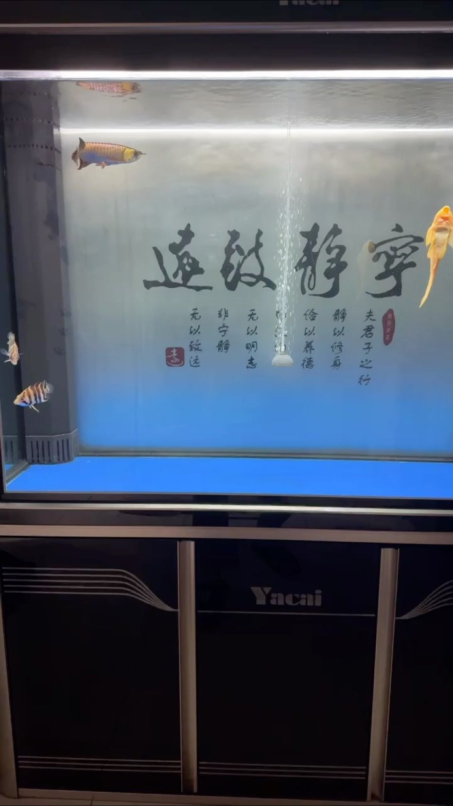 周末換水，周末換水，在家庭或辦公室的魚缸中定期更換水質是維持水生生物健康的關鍵