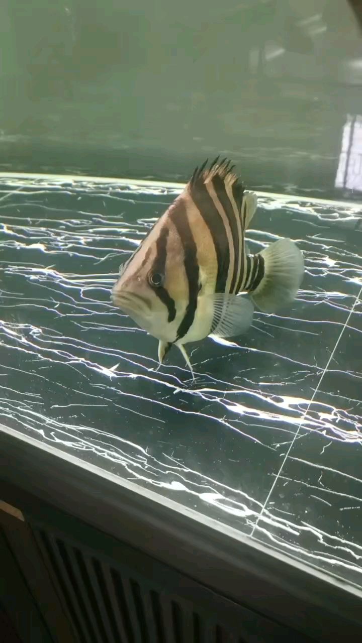 肥，探索肥的奧秘 肥，探索肥的奧秘 龍魚論壇