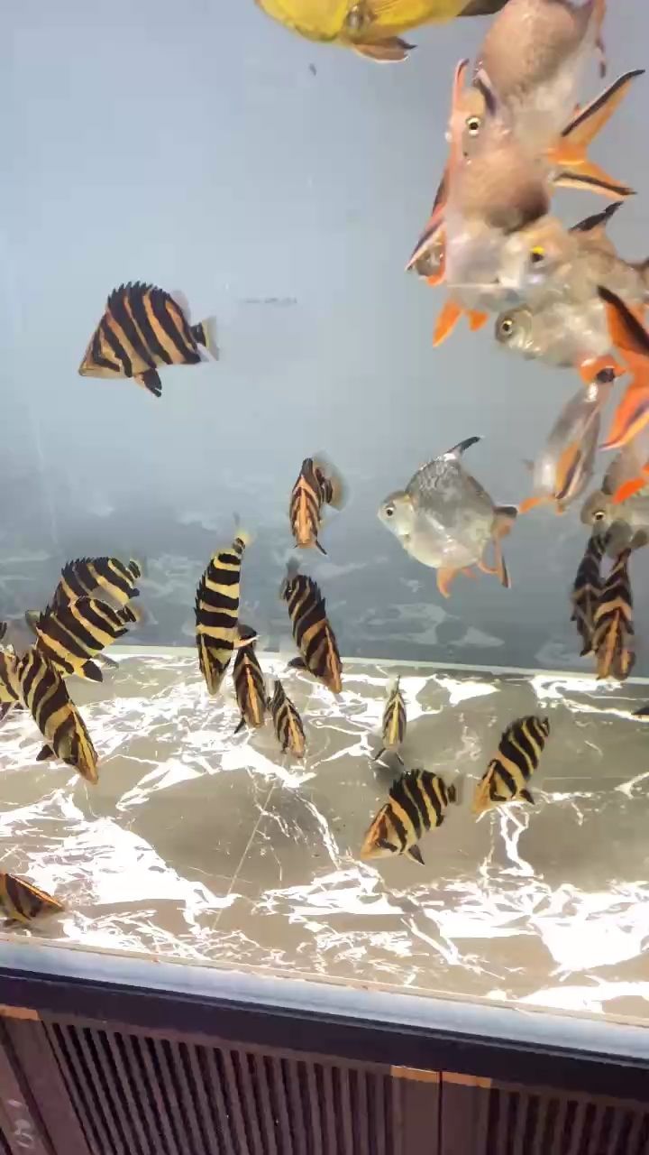 精品粗紋全包蘇虎，明虎，“精品粗紋全包蘇虎”暗示了某種產品或設計中包含的特定元素 精品粗紋全包蘇虎，明虎，“精品粗紋全包蘇虎”暗示了某種產品或設計中包含的特定元素 龍魚論壇