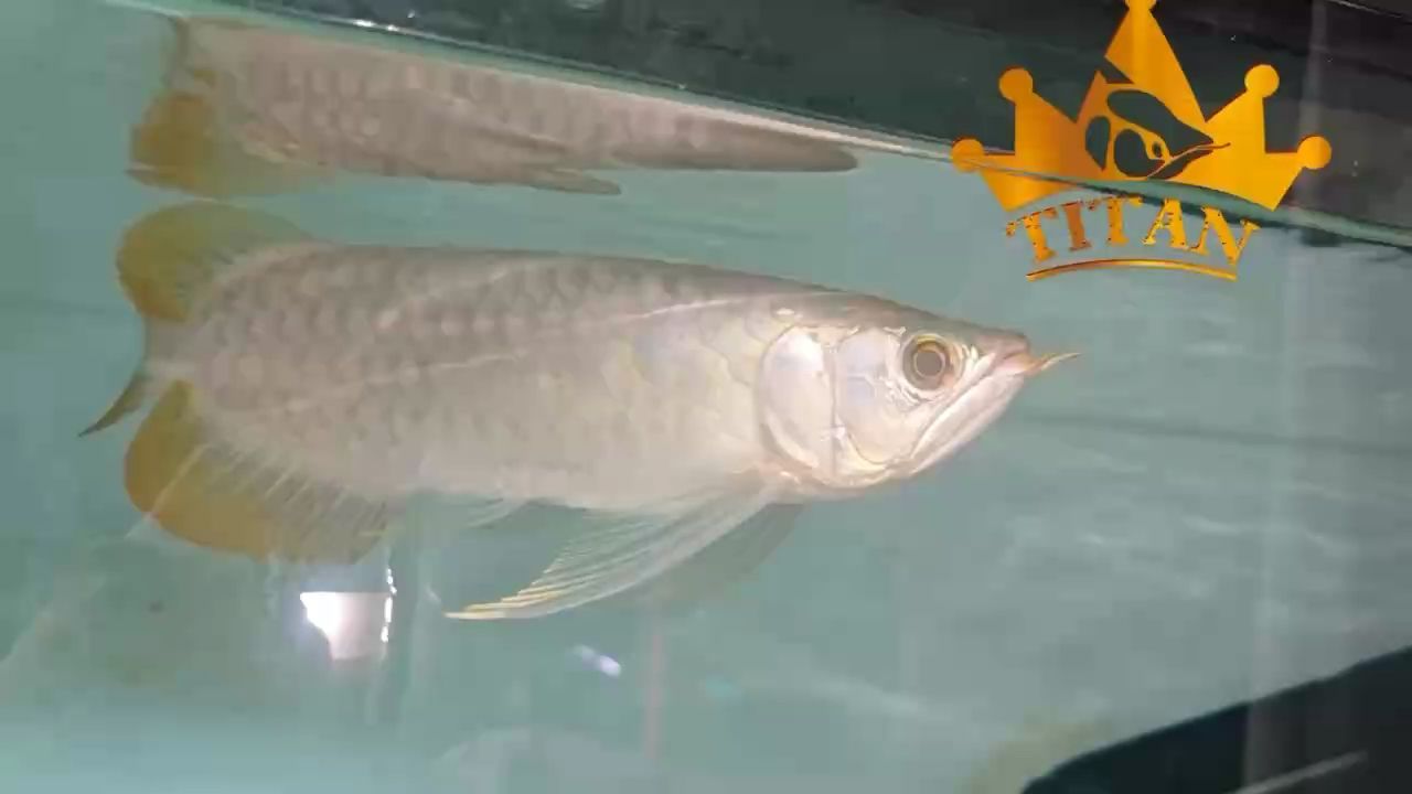 ，圍城里昂著頭的豬評論：多久加一次硝化細菌,初心是xx評論