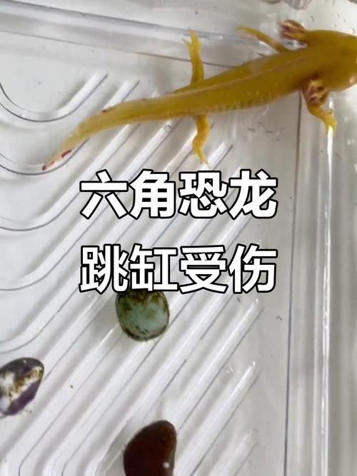 六角龍最不值錢的顏色，六角龍最不值錢的顏色是什么？