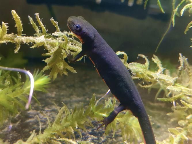 如何保護火龍魚蠑螈的棲息環境？，火龍魚蠑螈保護