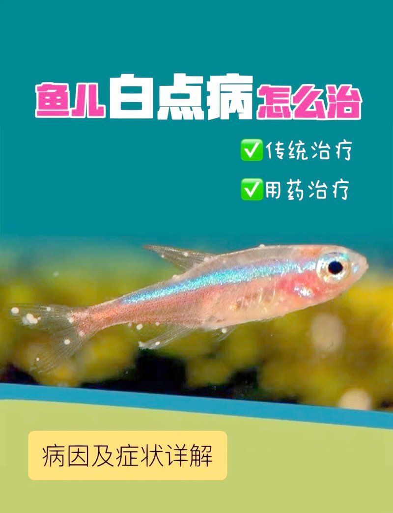 如何預防魚身上長白點，——90%白點病的預防