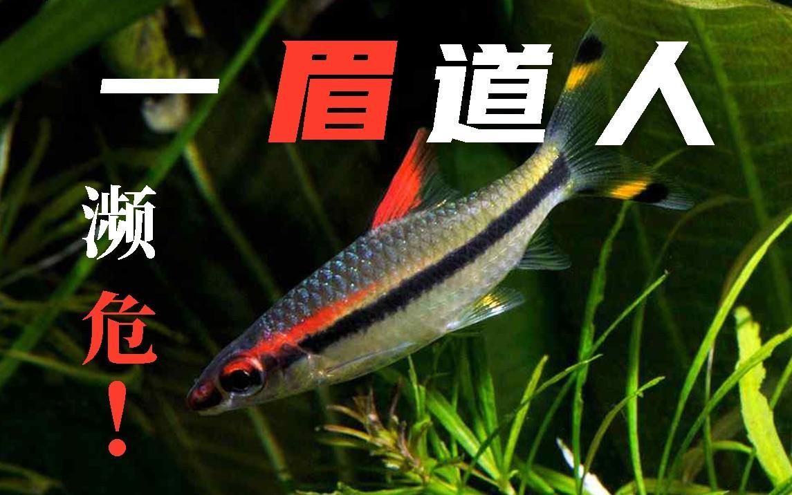 有哪些觀賞魚品種是瀕危物種，人工飼養中的瀕危物種