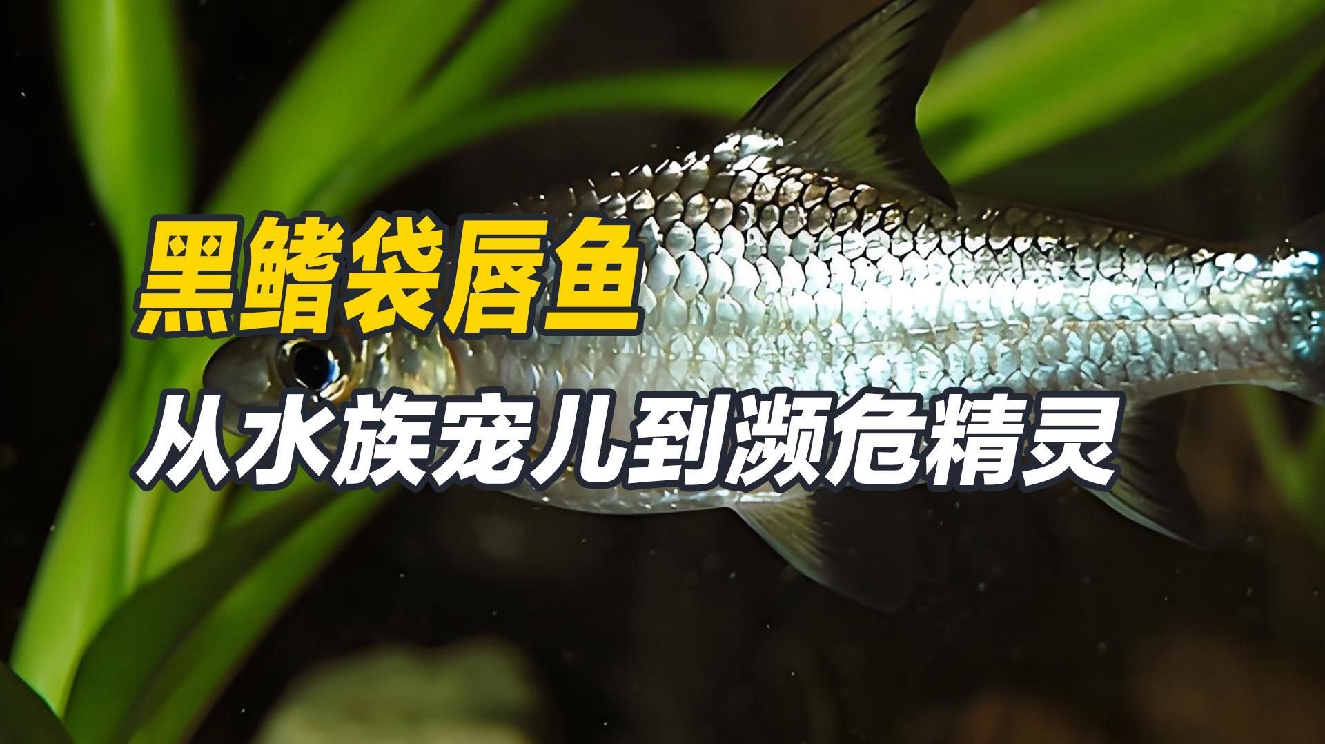 有哪些觀賞魚品種是瀕危物種，人工飼養中的瀕危物種
