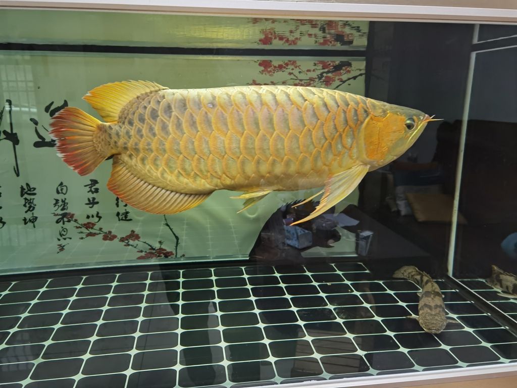 炸鱗病自愈后會有后遺癥嗎，炸鱗病自愈后是否留有后遺癥