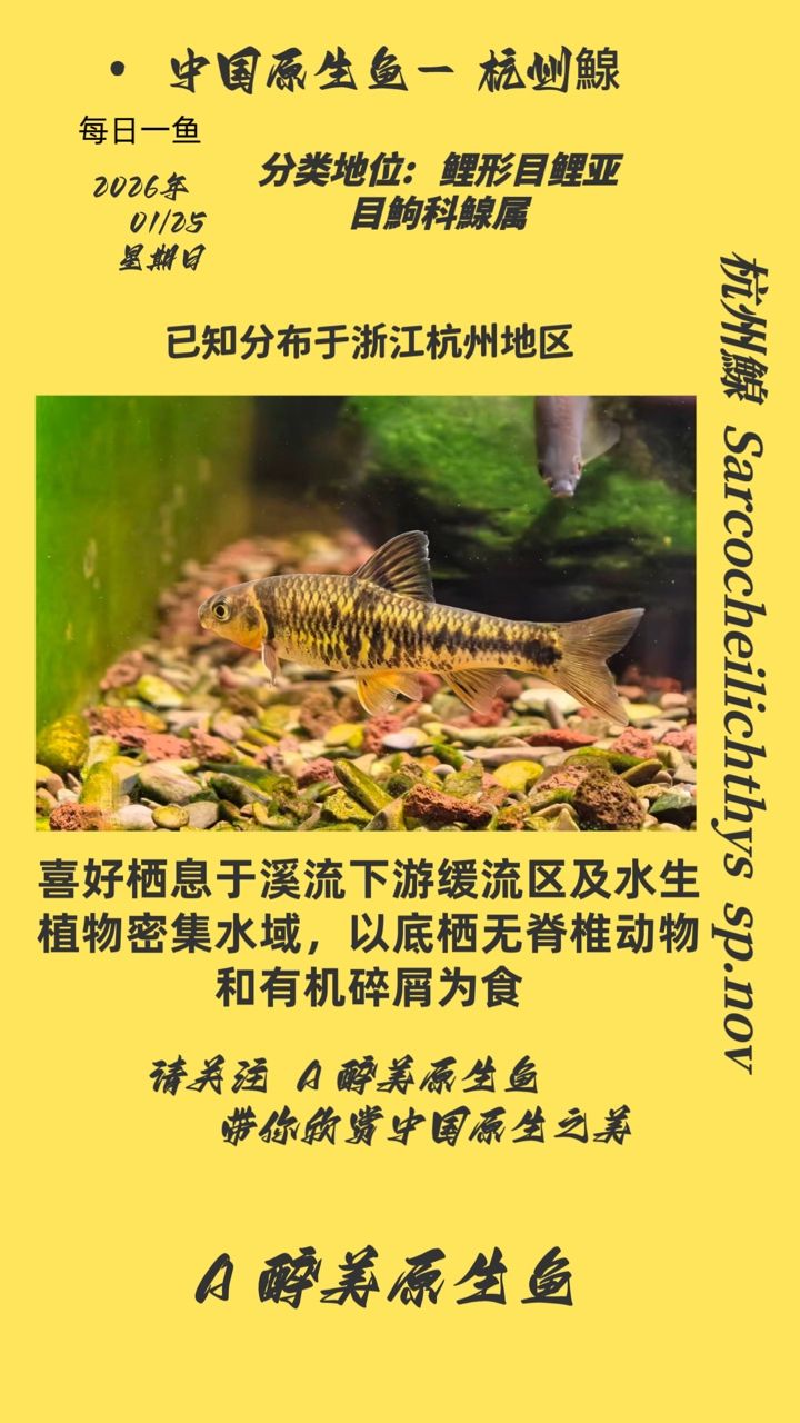 杭州鰁，i00wvbla評論：杭州鰁的生態與文化價值