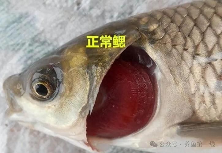 如何預防魚鰓爛，arxiv論文助手arxiv論文助手arxiv論文助手