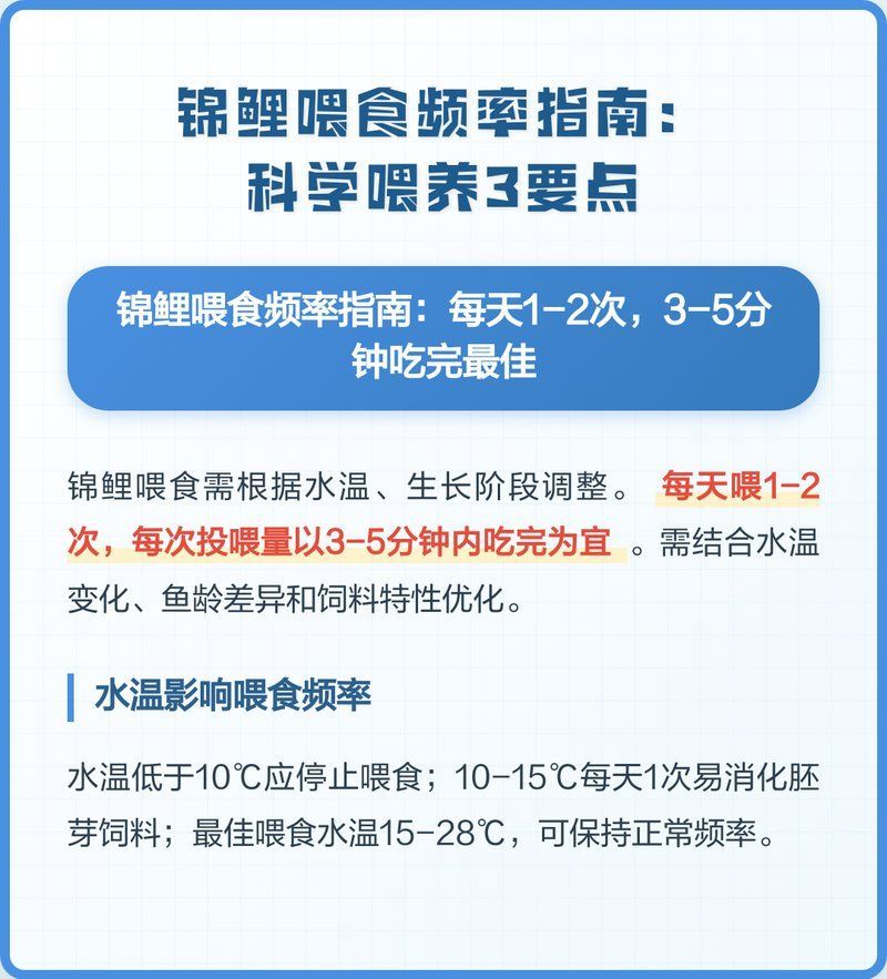 錦鯉多久喂一次合適，錦鯉喂食頻率指南