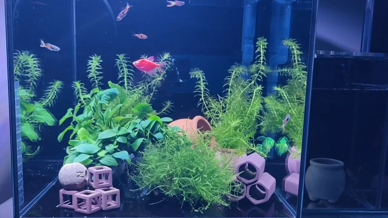 周六，聽歌，看魚，周六聽歌，看魚