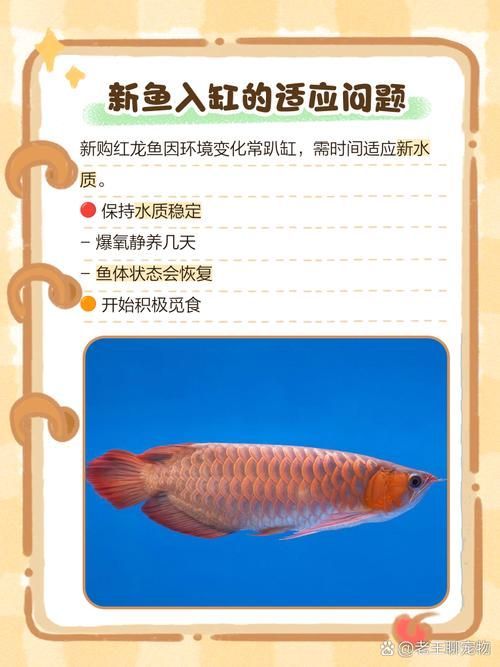 紅龍趴缸的緊急處理措施，紅龍魚“趴缸”處理