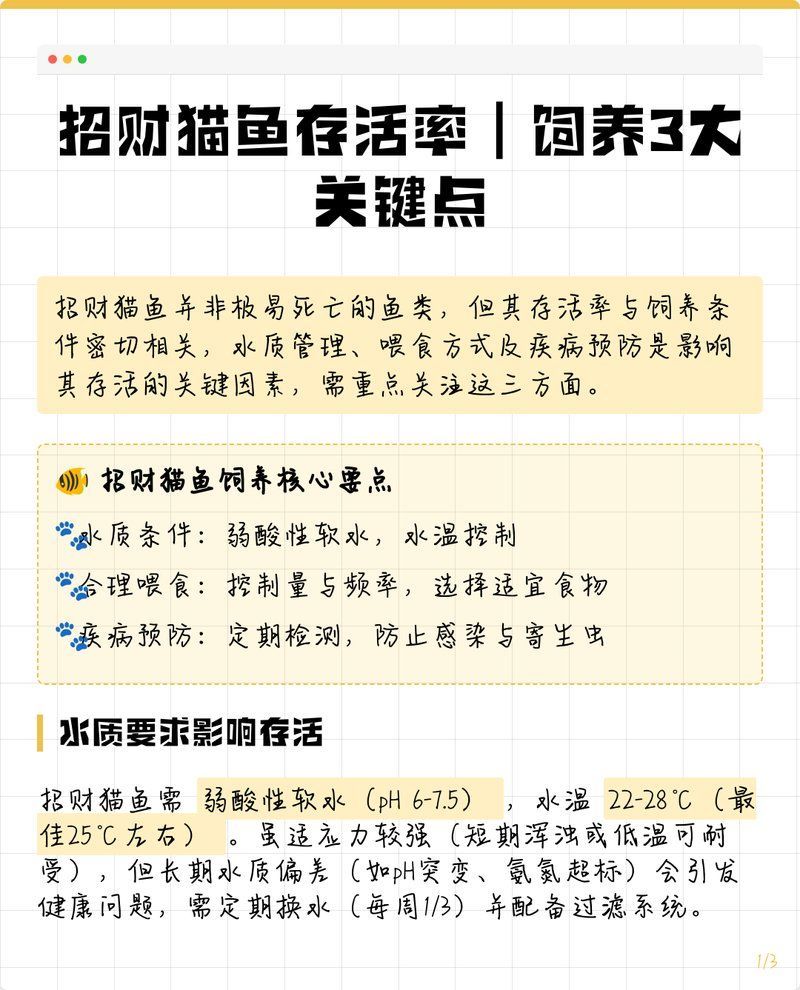招財貓魚好養嗎，招財貓魚為什么不建議養寵物研究所
