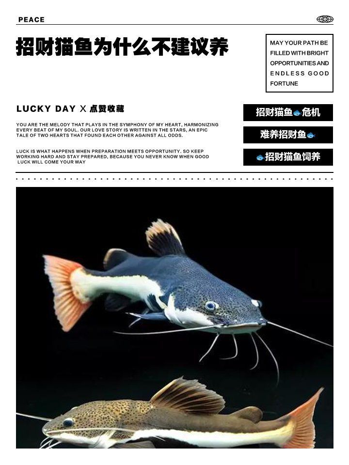 招財貓魚好養嗎，招財貓魚為什么不建議養寵物研究所