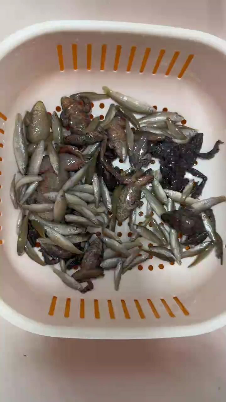 魚缸造景先放沙還是先放水(魚缸造景先鋪沙還是先放石頭) 高品質黃河口魚食和高端龍魚更配嗷!,高品質黃河口魚食與高端龍魚的完美搭配 龍魚論壇 高品質黃河口魚食和高端龍魚更配嗷!,高品質黃河口魚食與高端龍魚的完美搭配 高品質黃河口魚食和高端龍魚更配嗷!,高品質黃河口魚食與高端龍魚的完美搭配 龍魚論壇