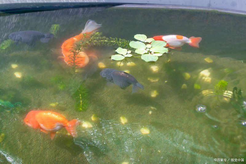 養魚幾條適合初學者，新手養魚選什么魚