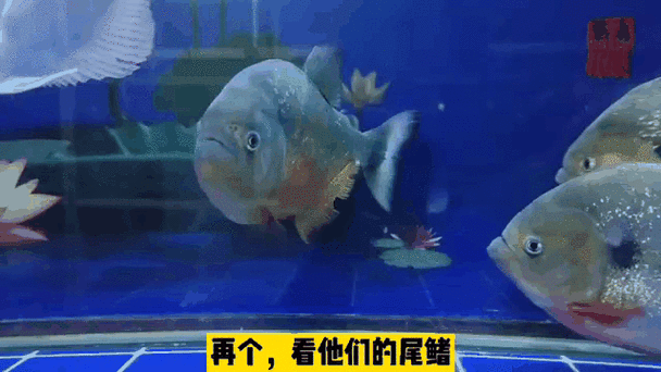 魚咬魚怎么辦最快最有效，中國水產科學研究院指出“1000字+配圖”最快應對方案