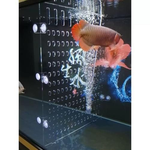 紅龍魚苗多久喂食一次，如何正確飼養紅龍魚苗 紅龍魚苗多久喂食一次，如何正確飼養紅龍魚苗 龍魚百科 第2張